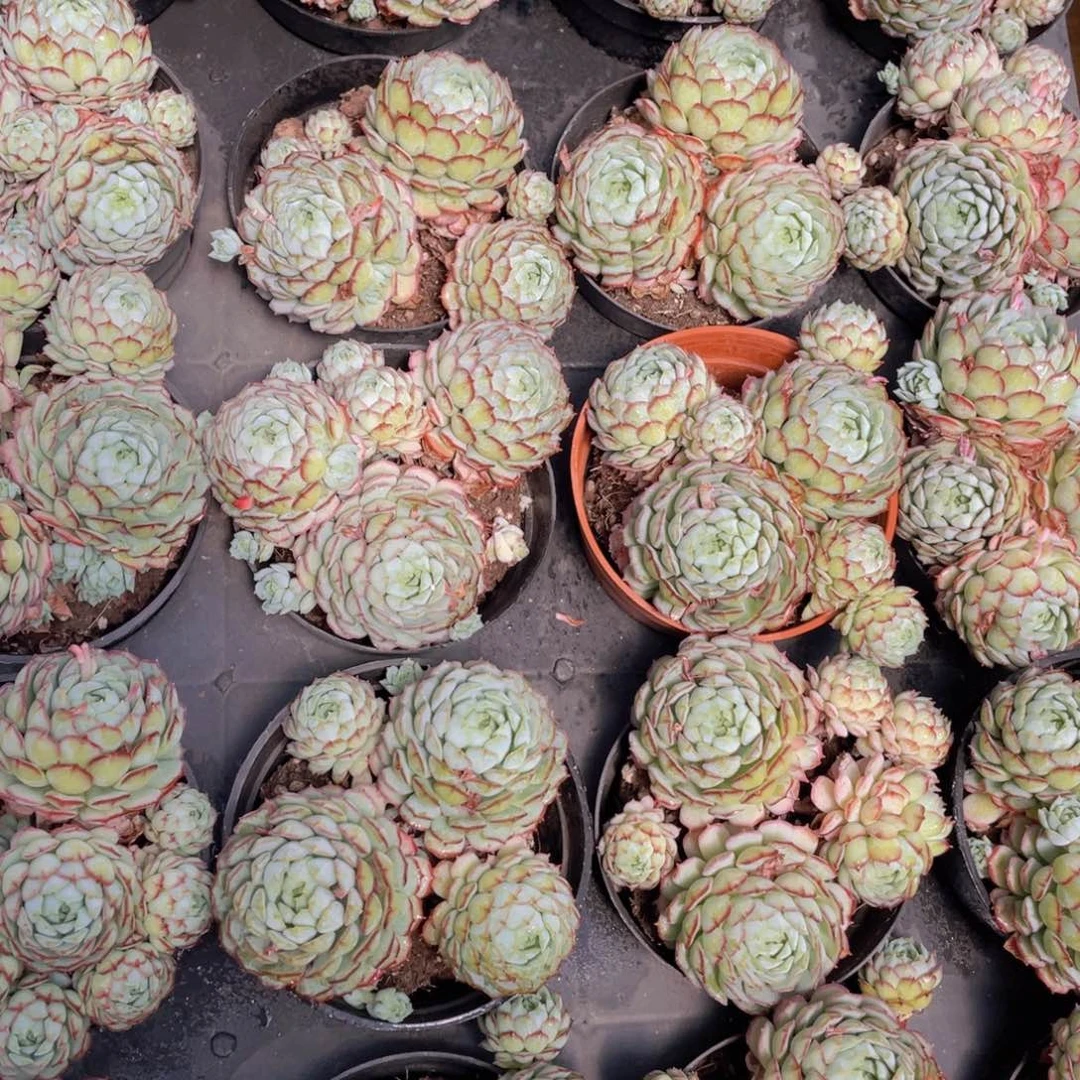 448号 小红船小红p大群生一个