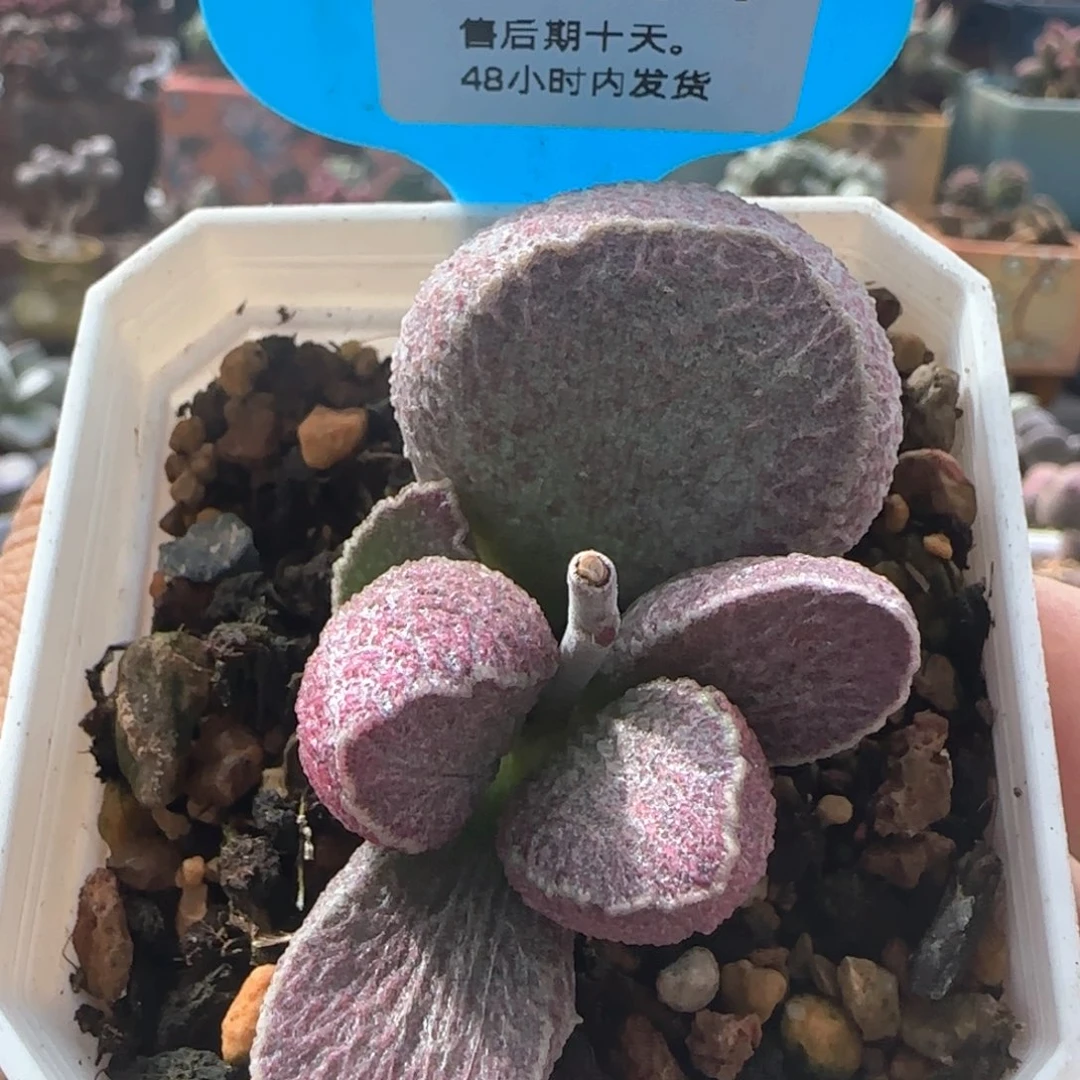好哈默猪肝。   144。