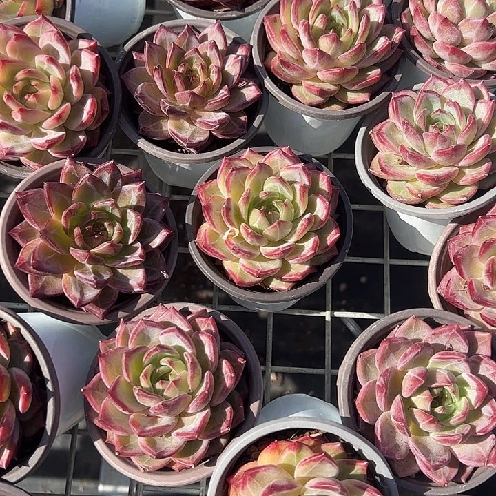 夜魔侠多肉植物精品