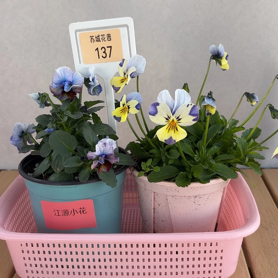 大部分开放少量花苞137