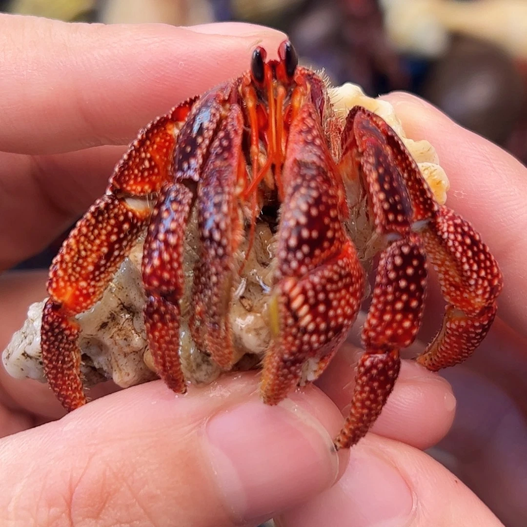 2.6口红黑莓一只福利