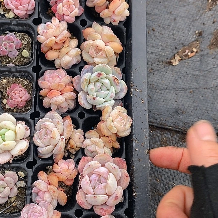 17 多肉植物盆栽花卉植物