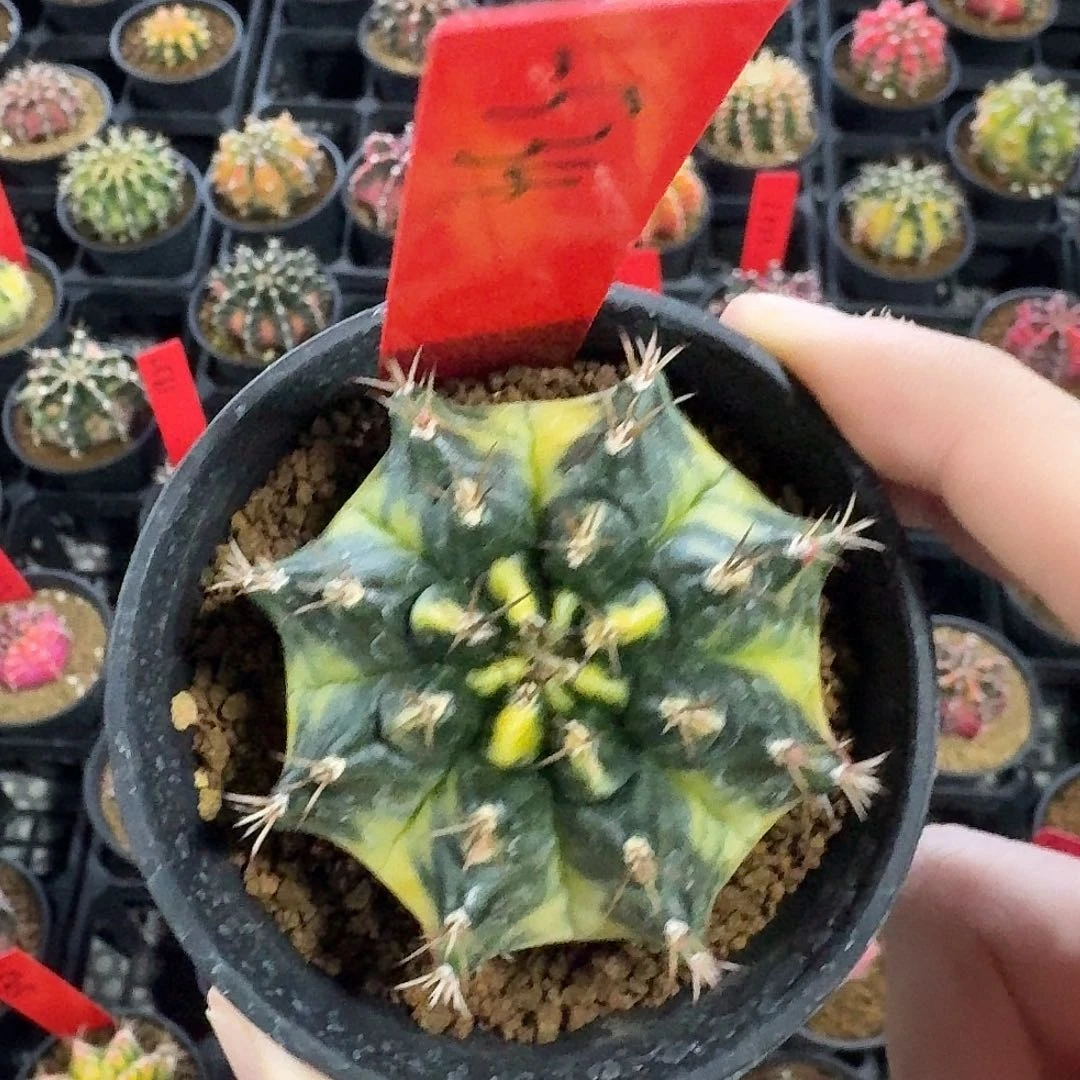 L534-1119广东发货