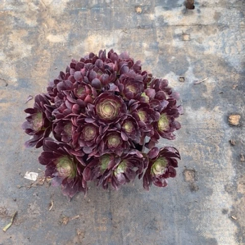 赤焰莲26多肉植物法师