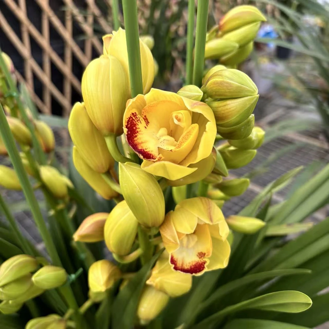 黄金万两3支花剑黄色大花蕙兰大花苞室内高端好养活绿植盆栽