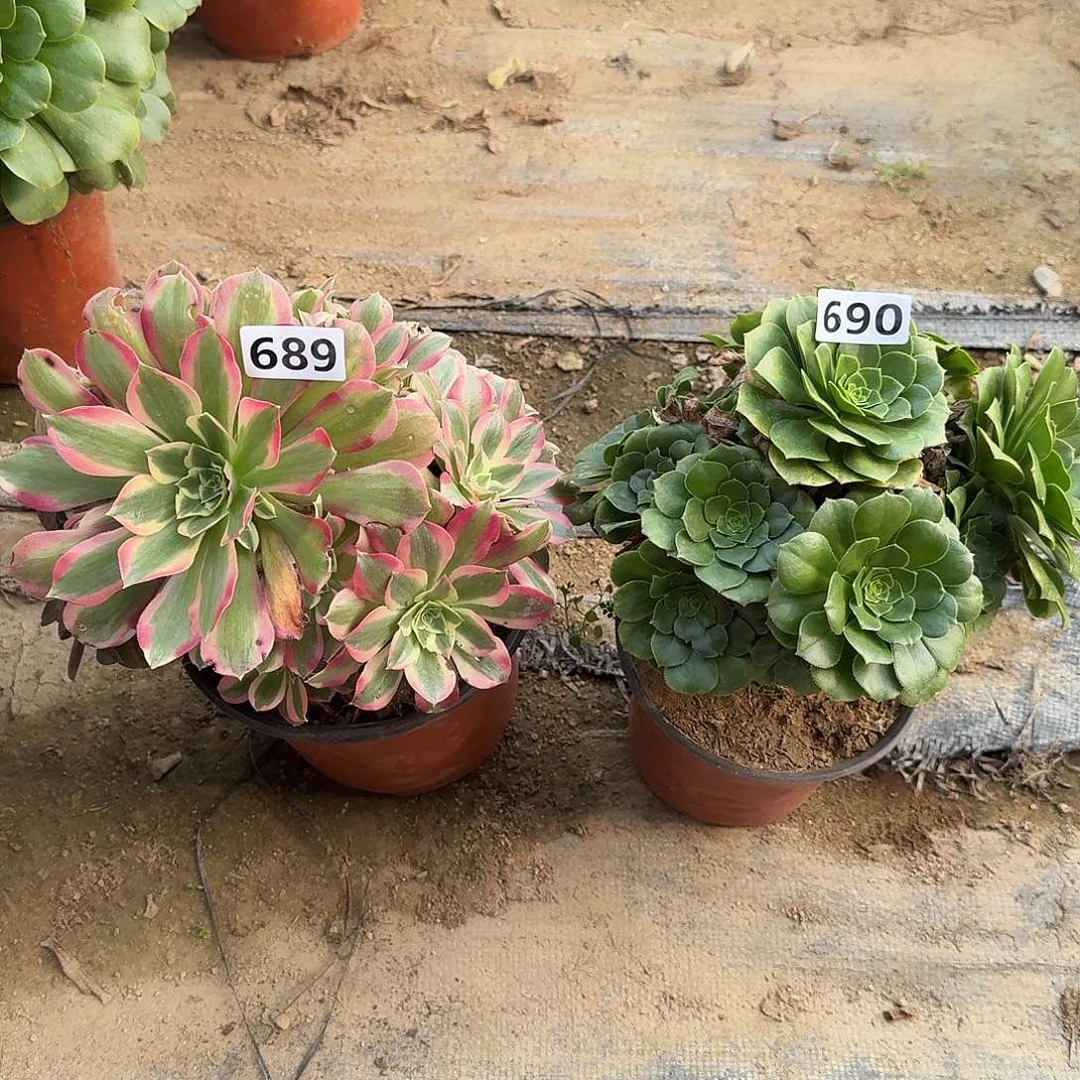 不周正2个690-689