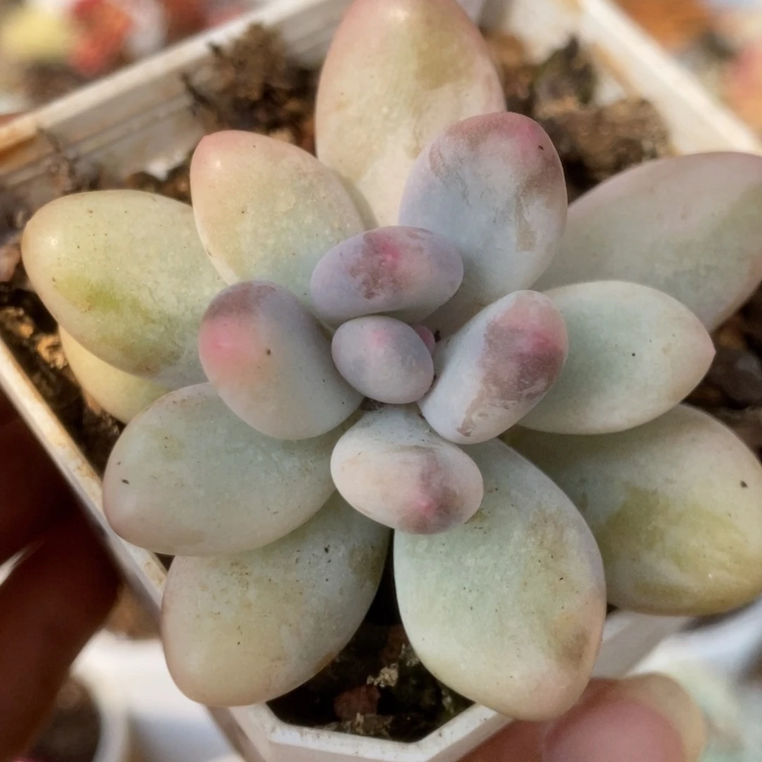 297彩虹杂锦锦锦锦锦锦