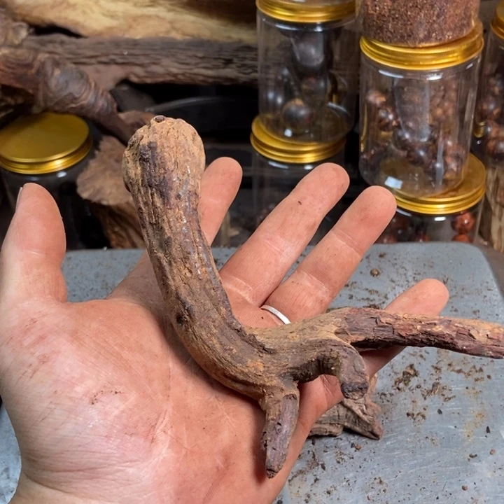 黄花梨/降香黄檀春****清