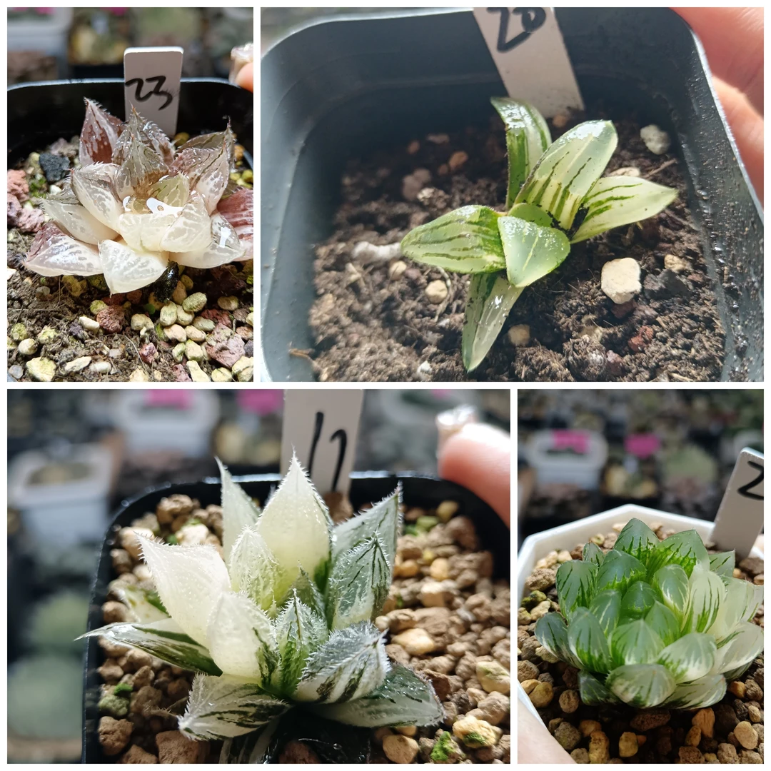 26号B玉露锦寿锦十二卷多肉植物一物一拍带盆带土发货25年2月19更