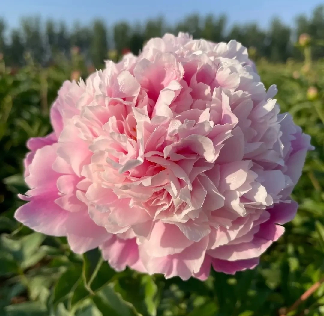 【种生粉】山东菏泽观赏重瓣大花芍药种苗 盆栽地栽 裸根秋季发苗