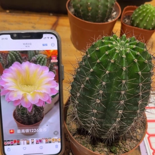 露露黄心粉7公分左右柱子