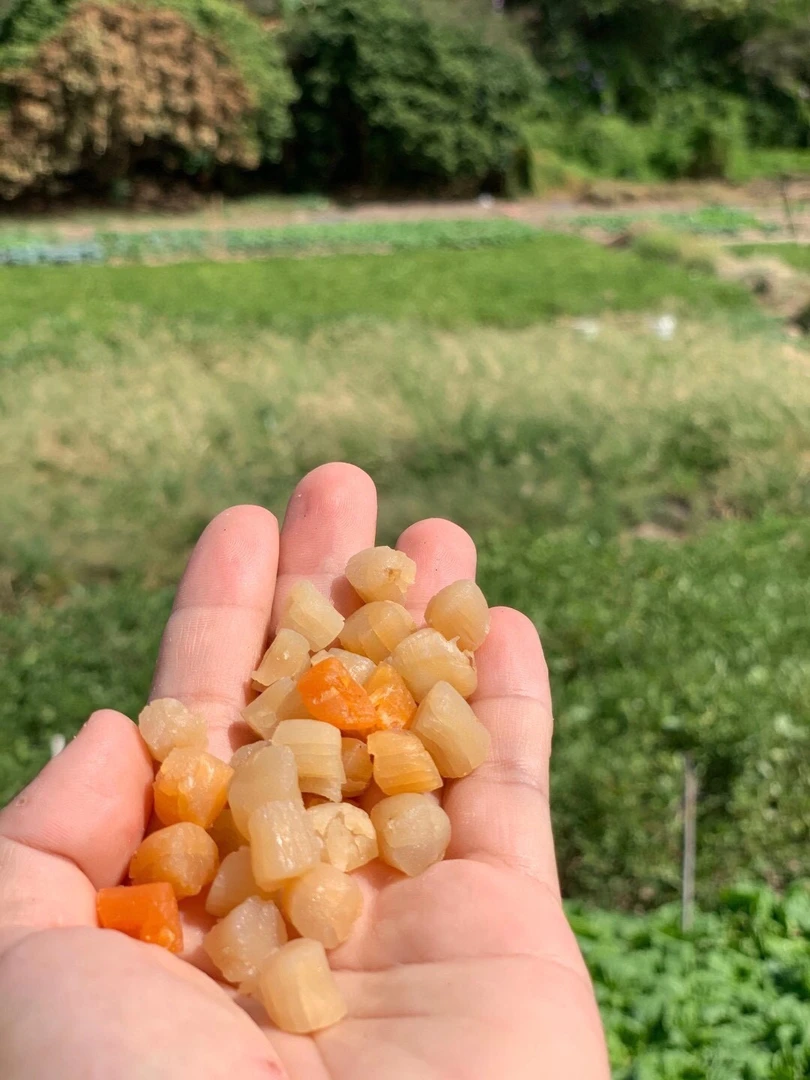 正宗淡干瑶柱干贝无盐海鲜干货煲汤炖汤佳品