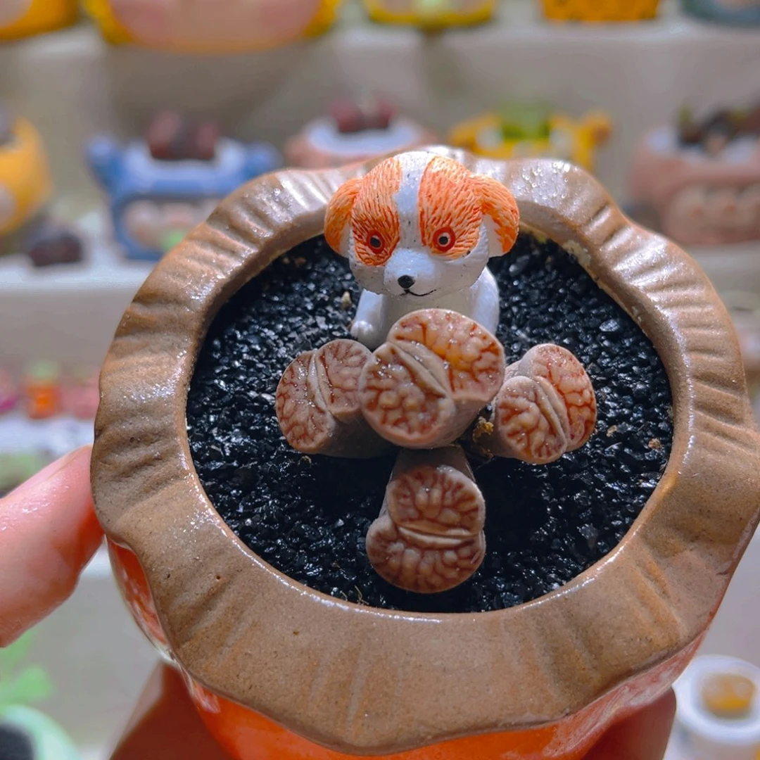 006高端多肉带盆带土