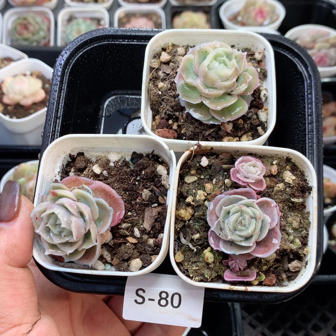 无花朵S80水晶虾饺