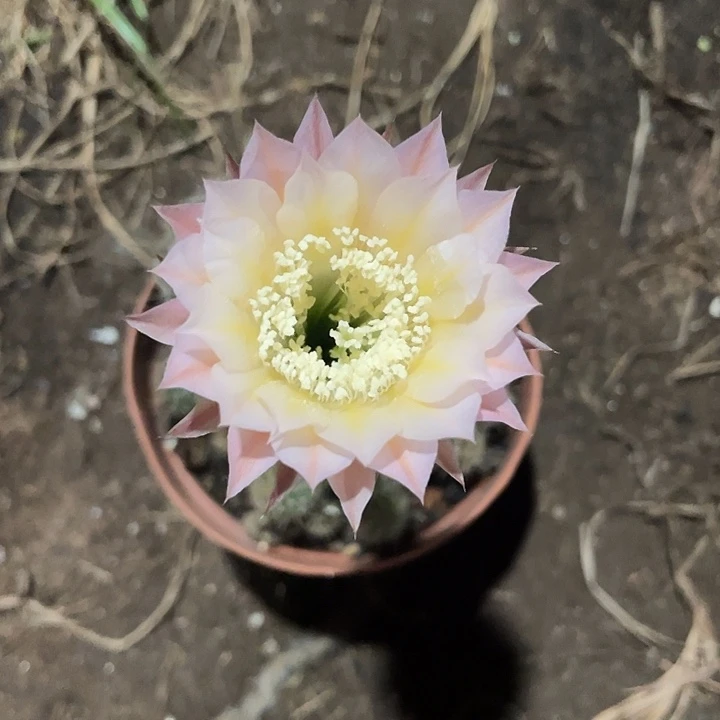 19号摘花脱土发货