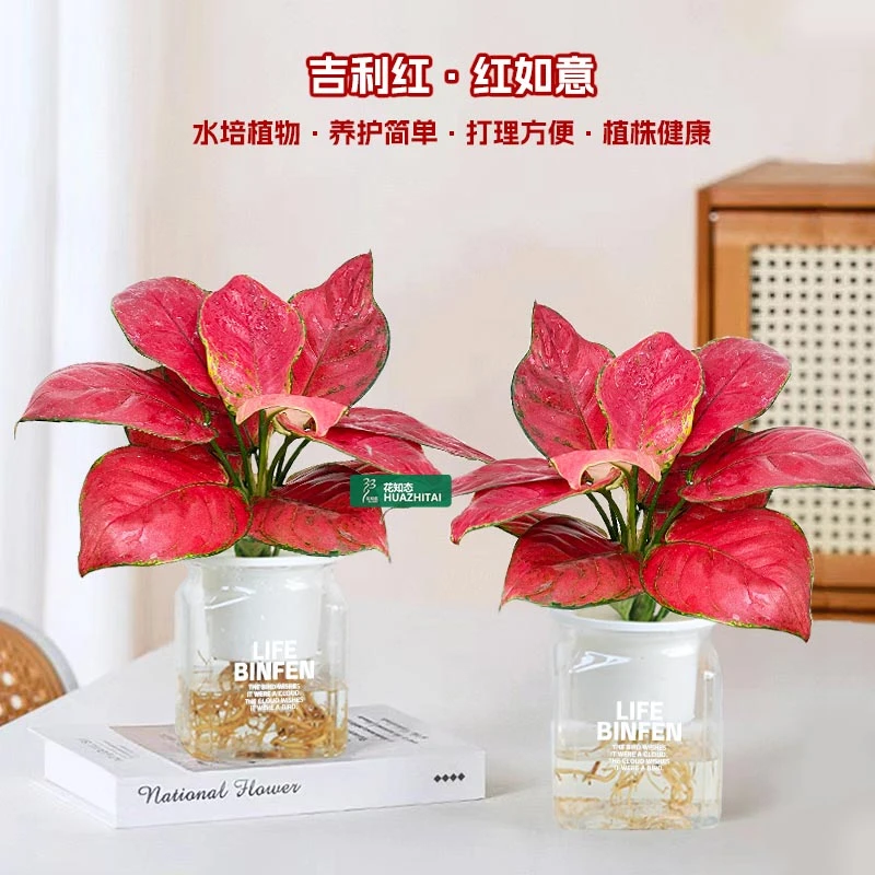 【吉利红如意】绿植花卉盆栽室内客厅办公好红色彩叶植物美化鲜活