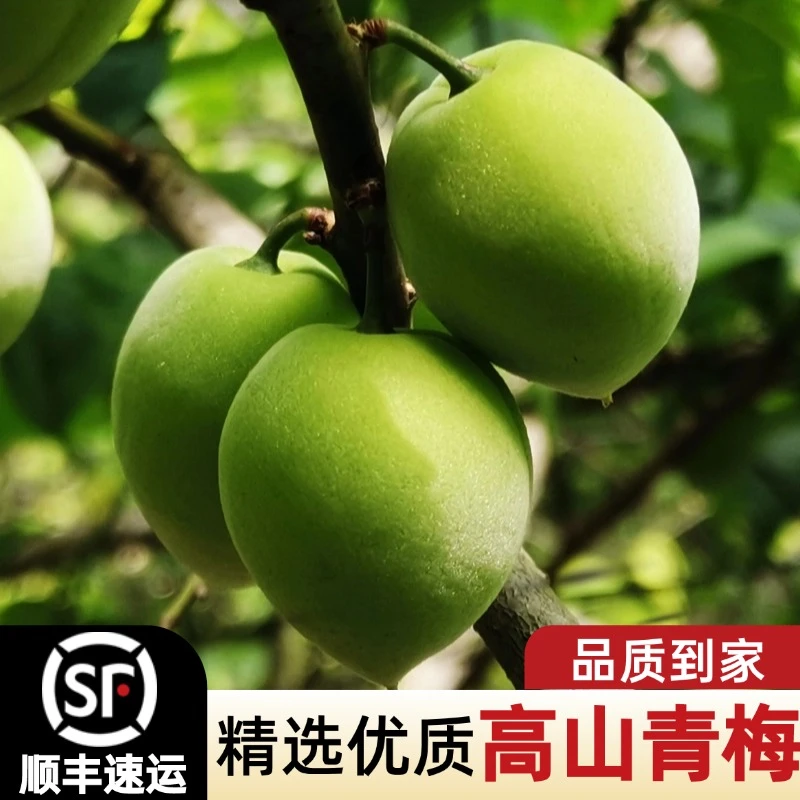 【顺丰发货】云南新鲜青梅果现摘新鲜青梅鲜果泡酒酵素梅子露酸梅子