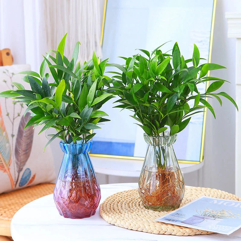 竹柏盆栽水培新宠驱蚊植物室内客厅卧室桌面绿植盆栽批发花卉四季