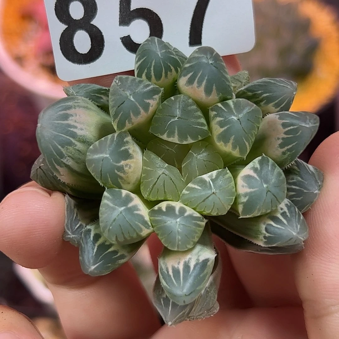 857红红火火恍恍惚惚