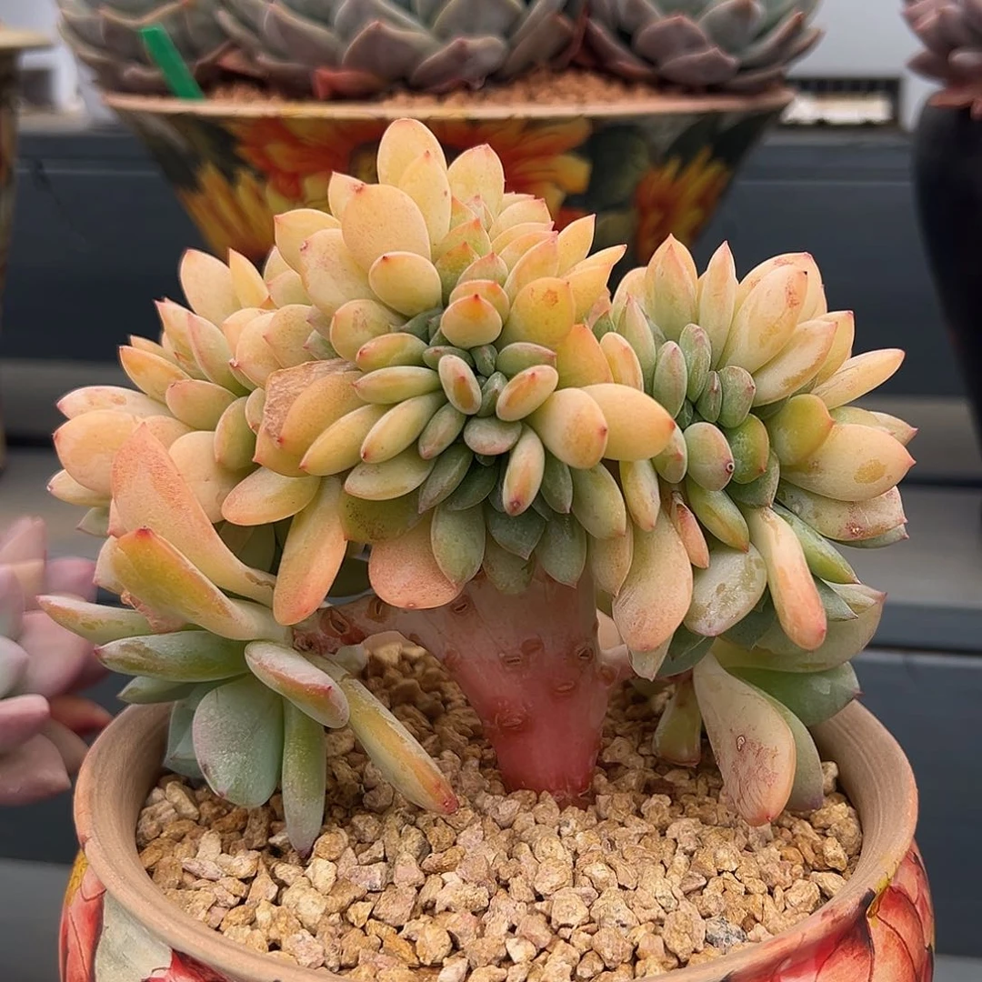 510-30暮光之城缀化