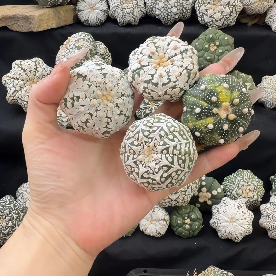 泰兜瑕疵满58包邮福利3号