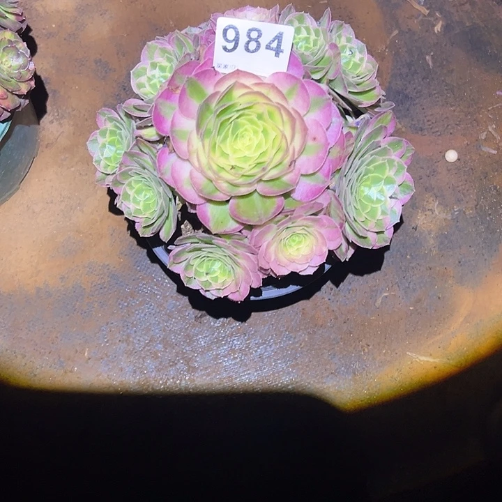 好***余精品多肉植物984海鲜