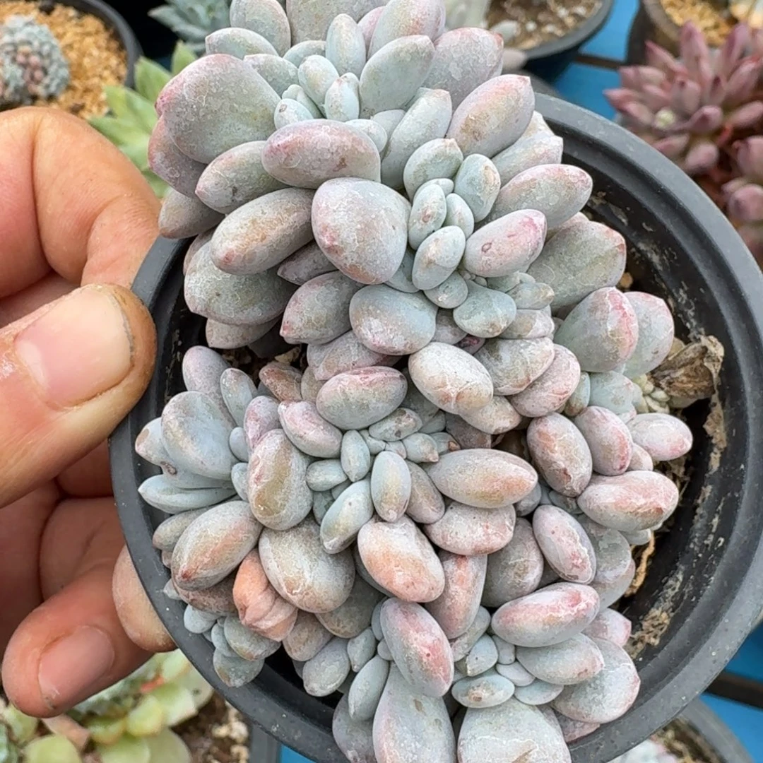 粉兔缀化福利满38包邮