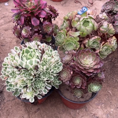 360多肉植物组合，