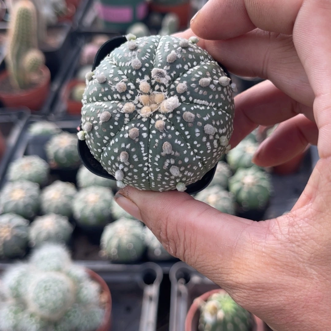 海***蓉多肉植物仙人球开花