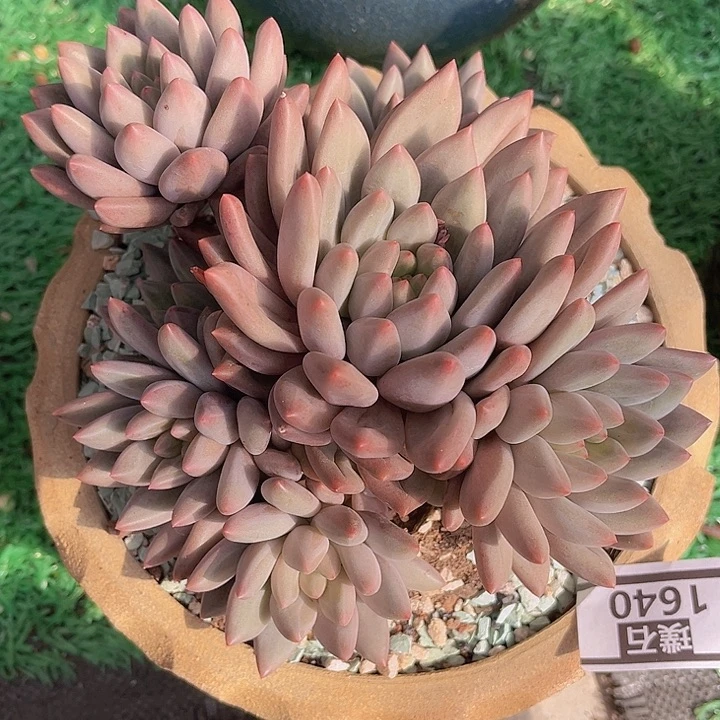水晶球1640多肉植物