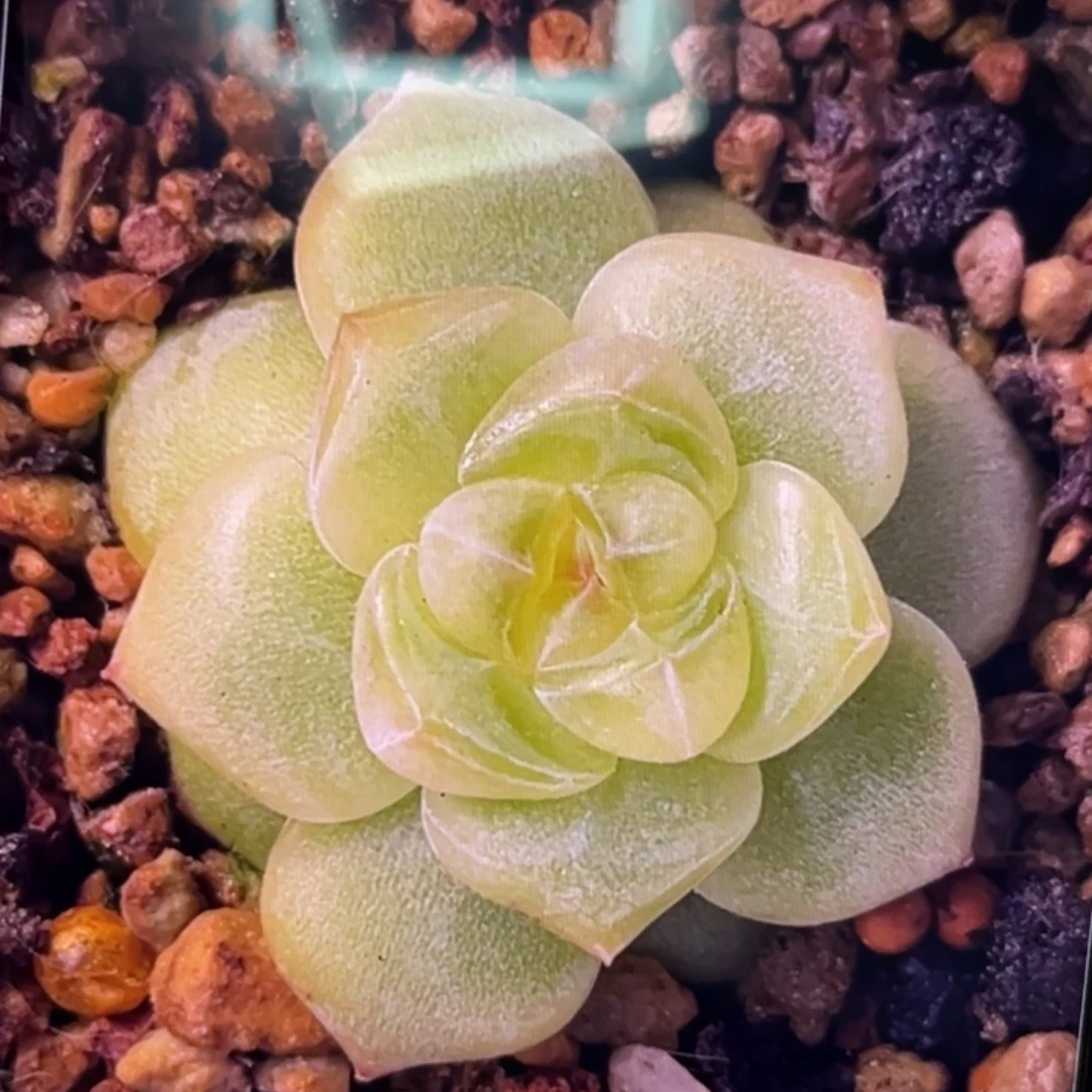 花朝20粒，圆胖透，推荐！