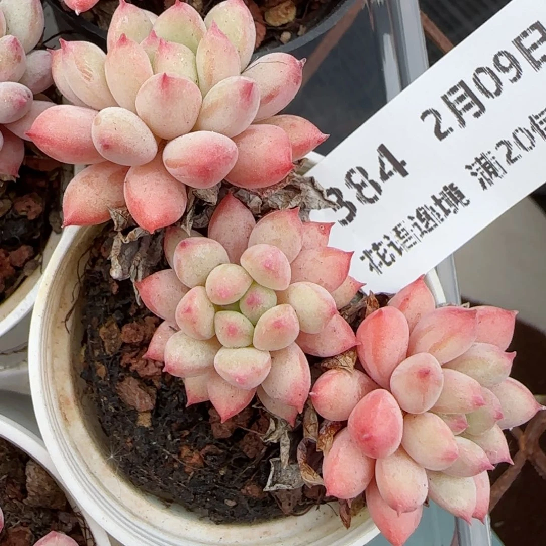 花语逸境0209-384