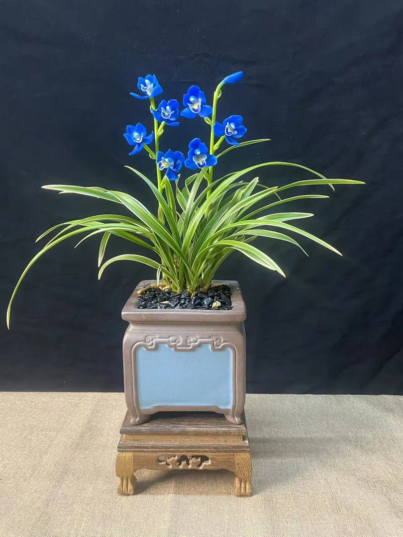 【清风专属】四季兰 金边蓝精灵 矮种带金边叶艺 好养易活
