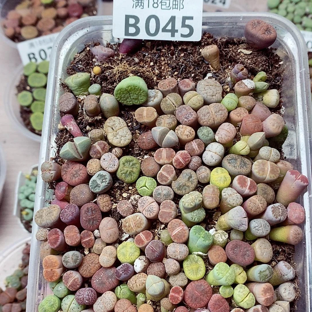 45啦咯啦咯哦哦哦