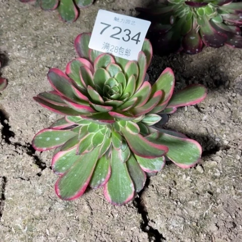 粉花妖多肉多肉7234