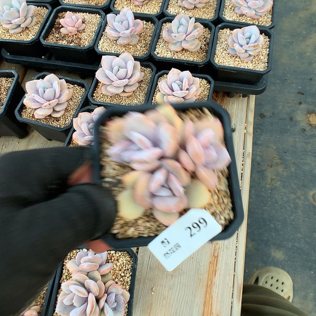 299奶茶多肉植物666