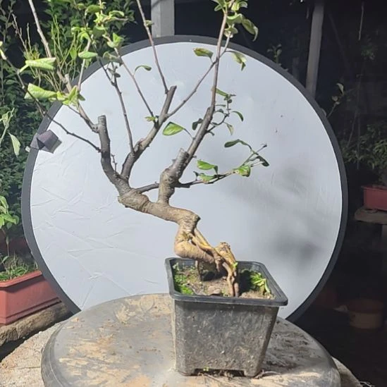 用***7无花朵海棠盆景精品造型