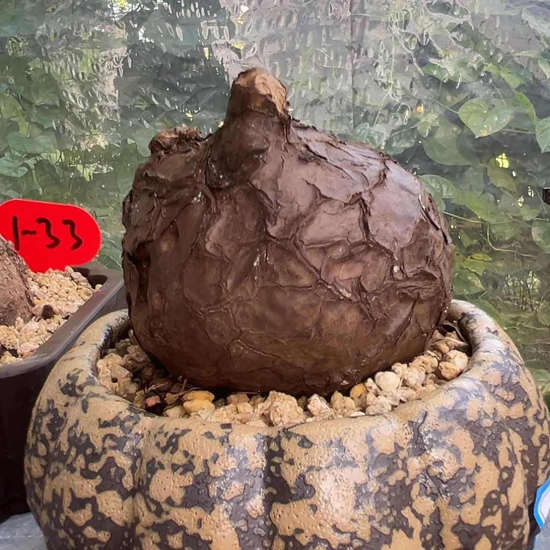 精选圆润一叶龟，潮流植物