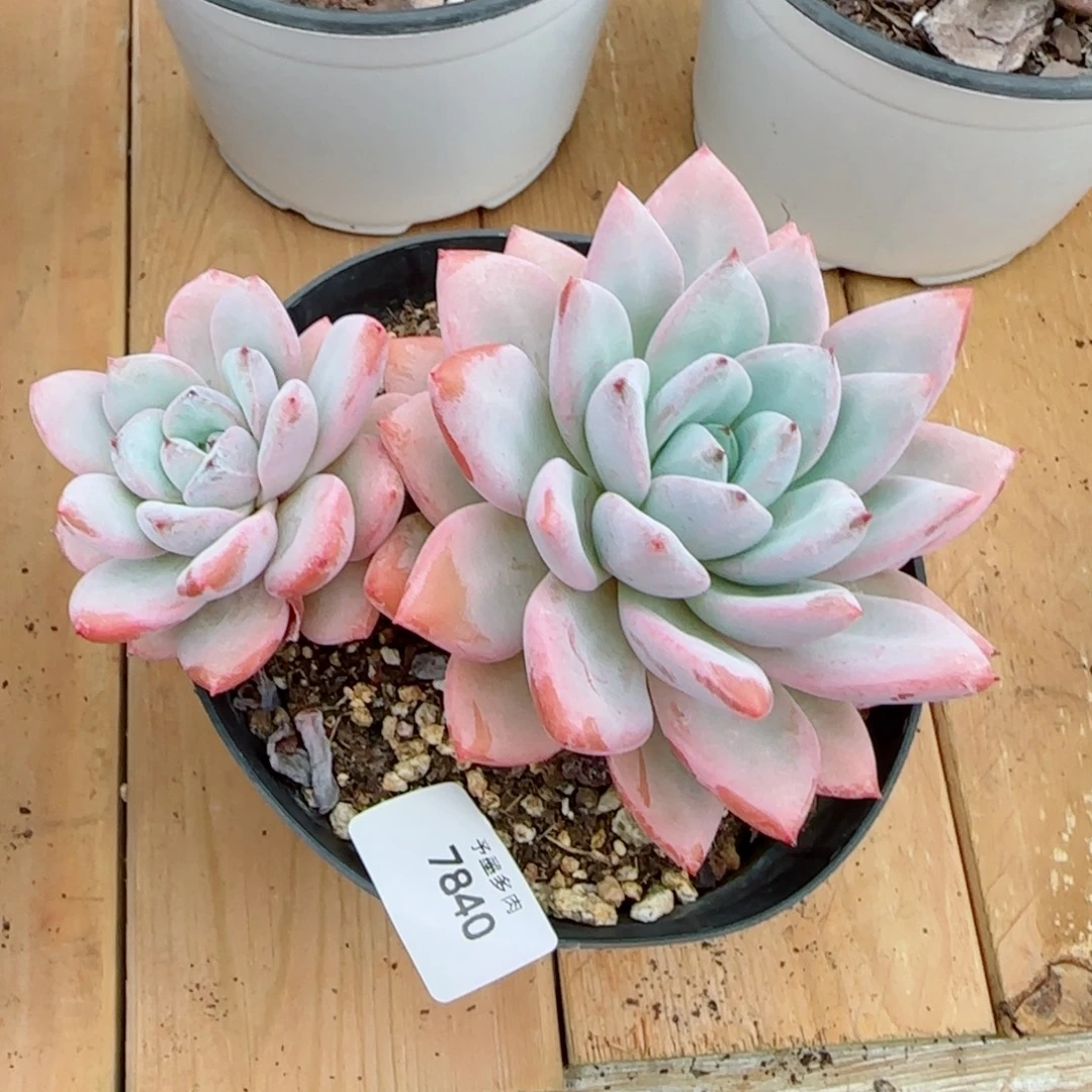 星星雪，7840多肉植物