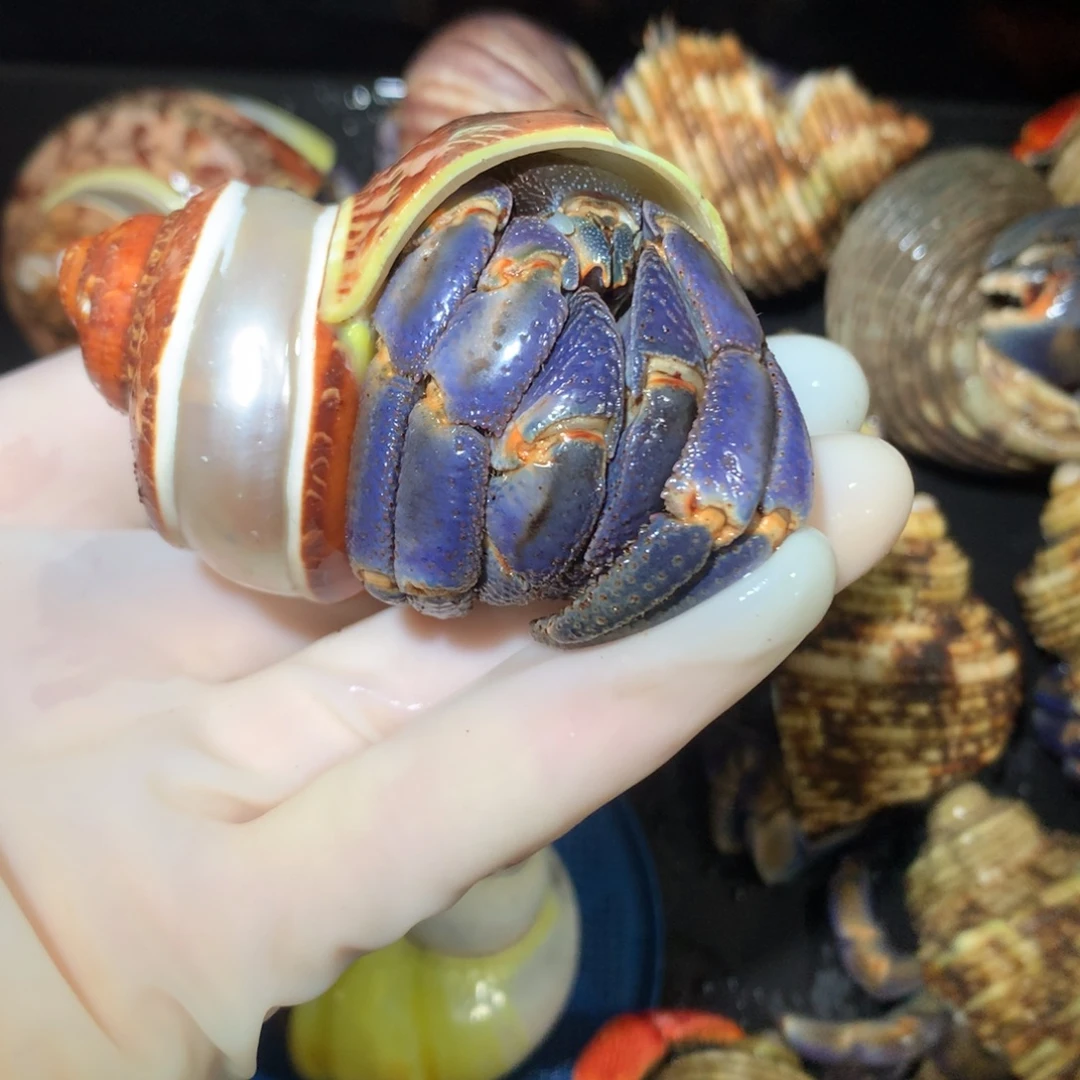 3.5蓝紫大紫陆不退不换