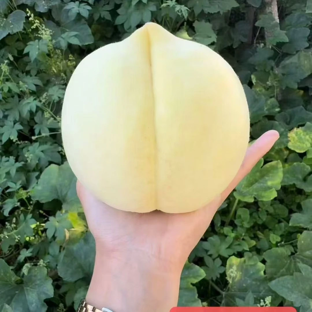 自家产肥城桃特大珍品王个大味美送礼专用