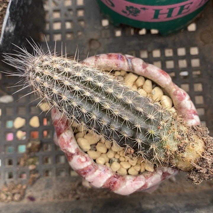 伯克利和格蕾纳等人的