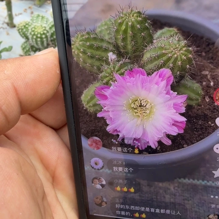 妖***娆矮胖白檀1245群生挂群