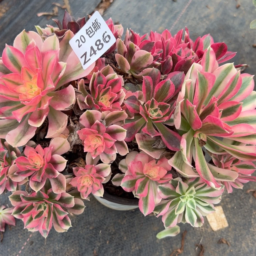 486女巫，多肉法师