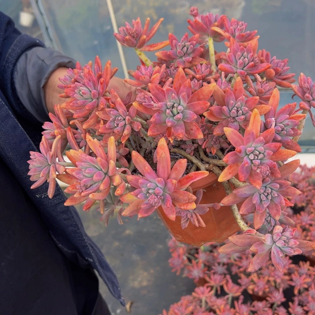 秋丽超大盆全状态多肉