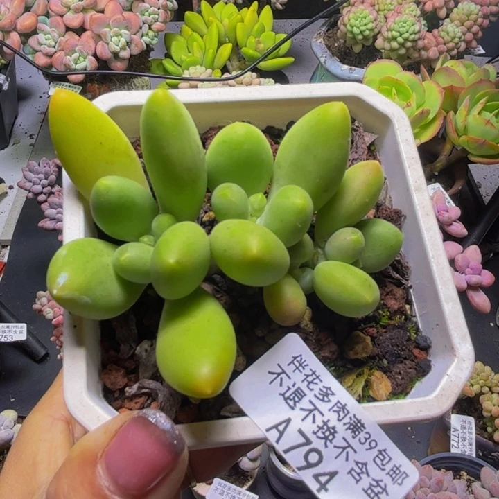 芒果奶酪794/6cm多肉