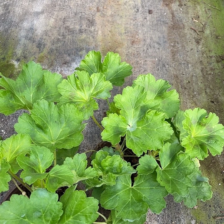 完全开放星系无花苞有分支