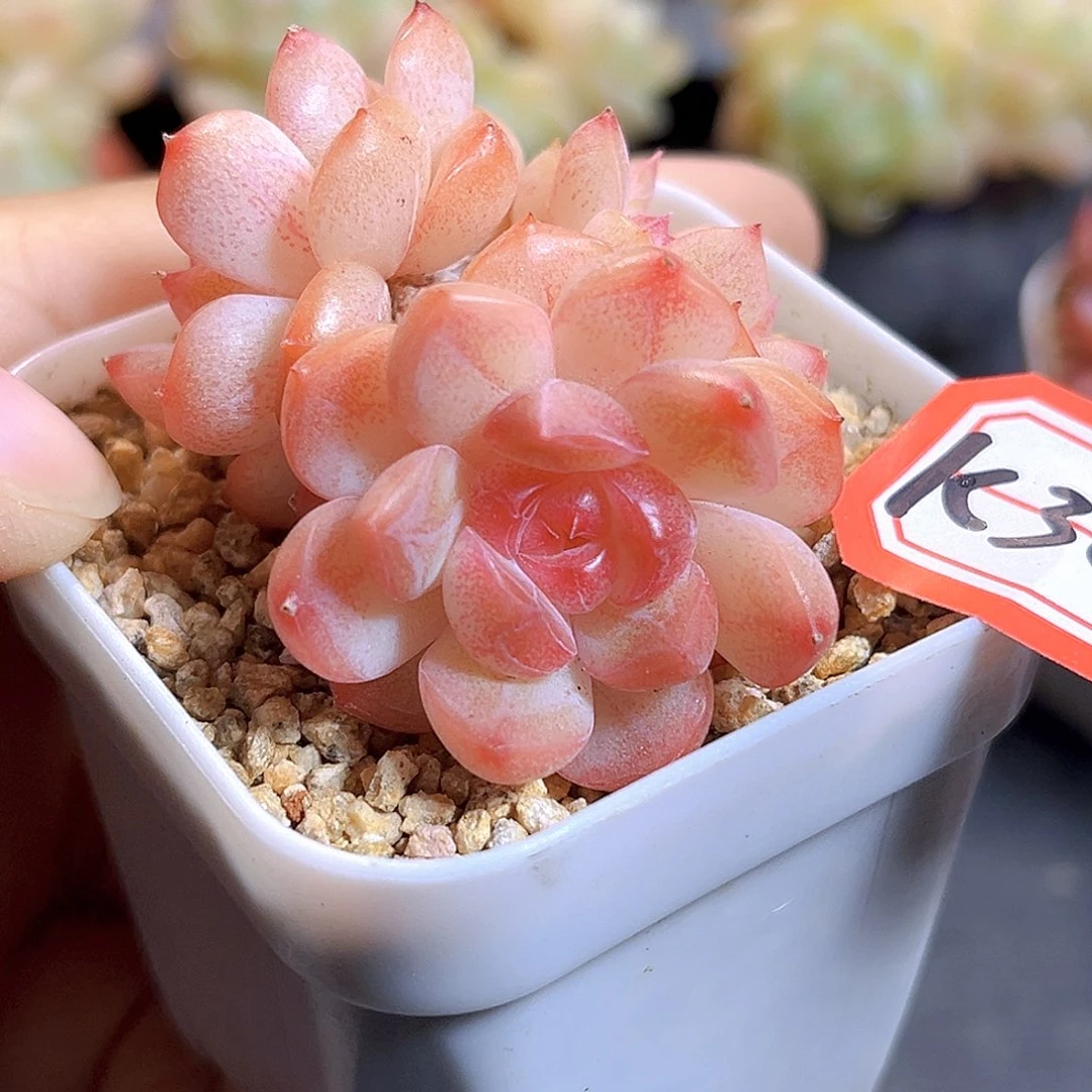 K305 琴心群 满18包邮