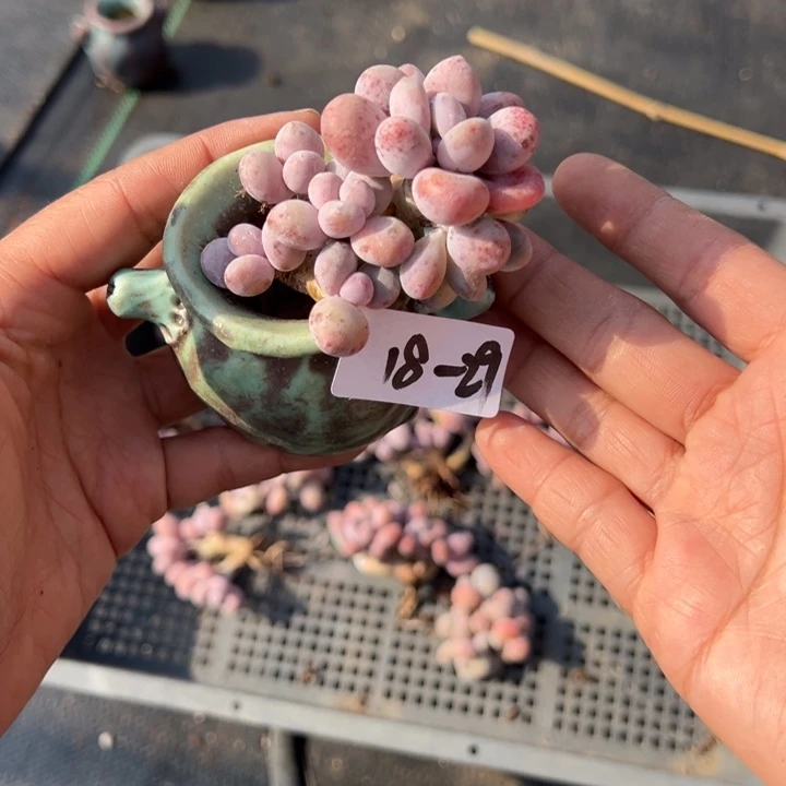 18-29奶酪小鹿园艺