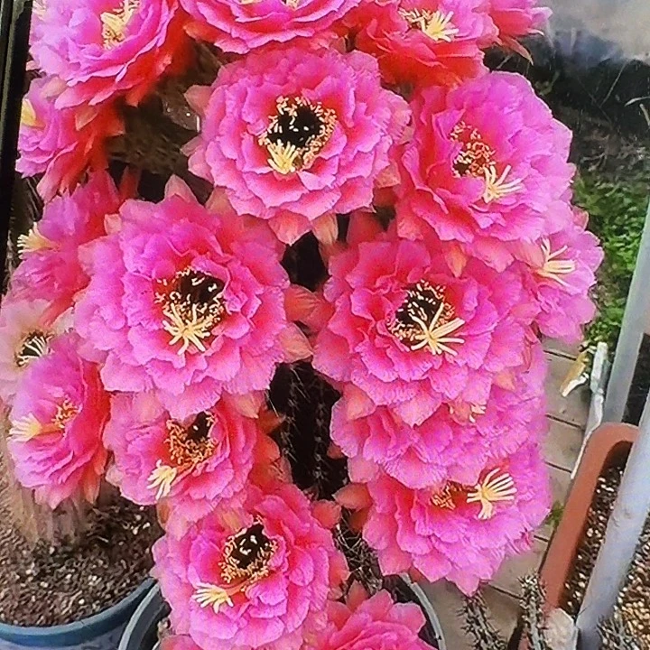 音符侧芽5公分毛花柱